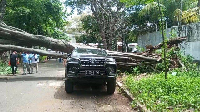 Sebuah pohon besar tumbang di seberang rumah capres nomor urut 02, Prabowo Subianto, di Jl. Sriwijaya 1, Jakarta Selatan, Selasa (16/01/2024).-ist