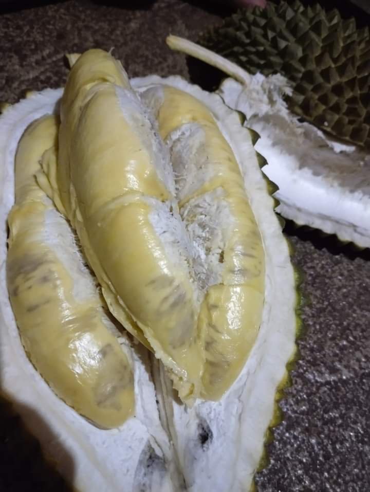 Biasanya, para pencinta durian garis keras bakal kalap kalau disuguhi durian. Tapi hati-hati, ada makanan yang tidak boleh dimakan bersama durian.( Foto Koleksi Kjg)