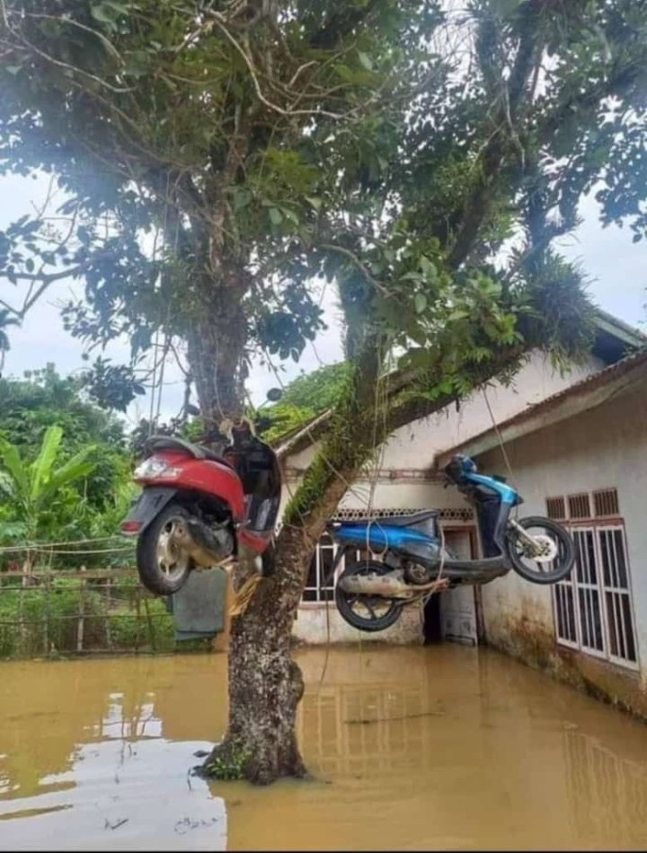 Motor digantung di pohon saat banjir melanda. ( Foto net )